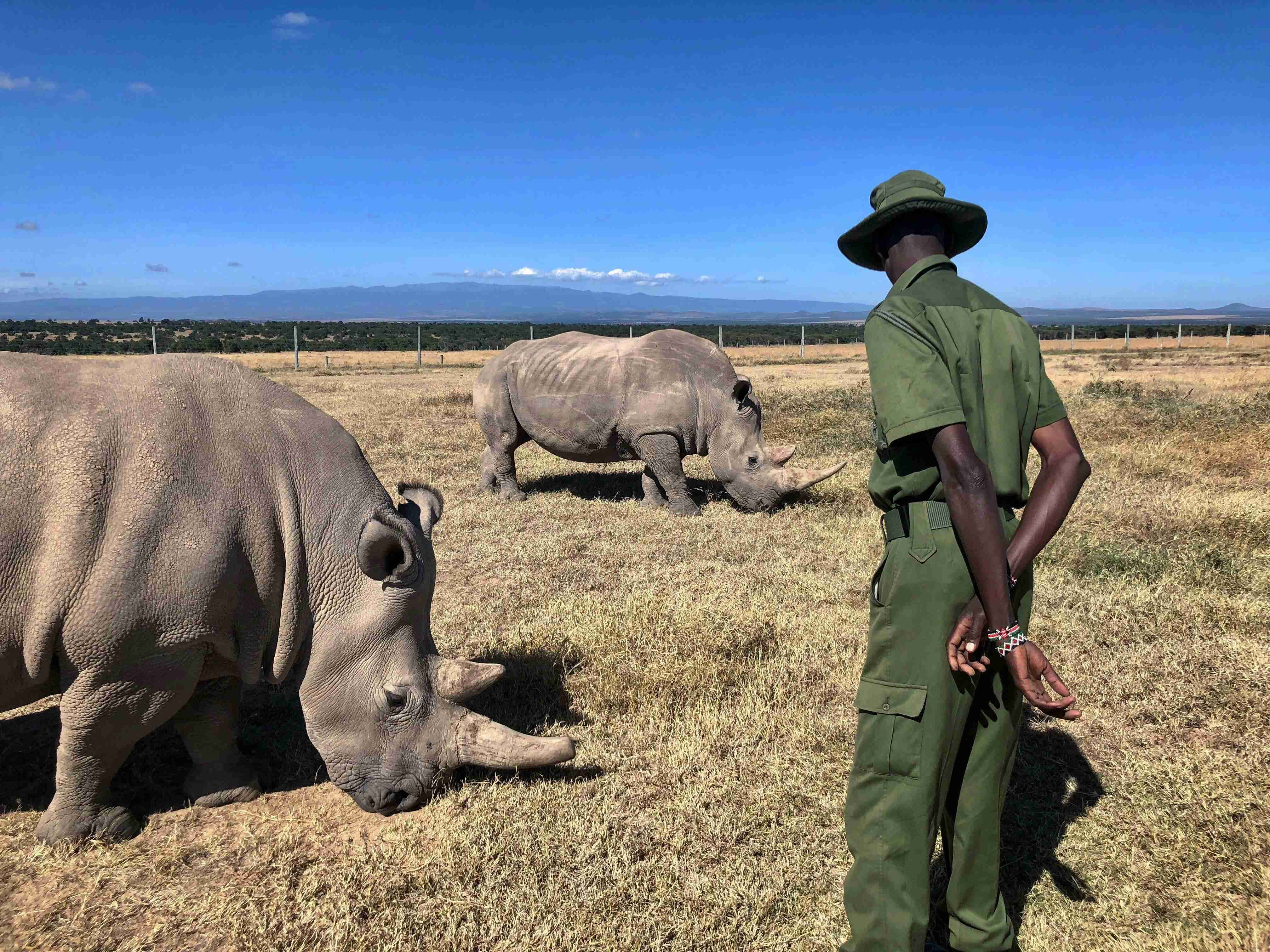Conservation Safari