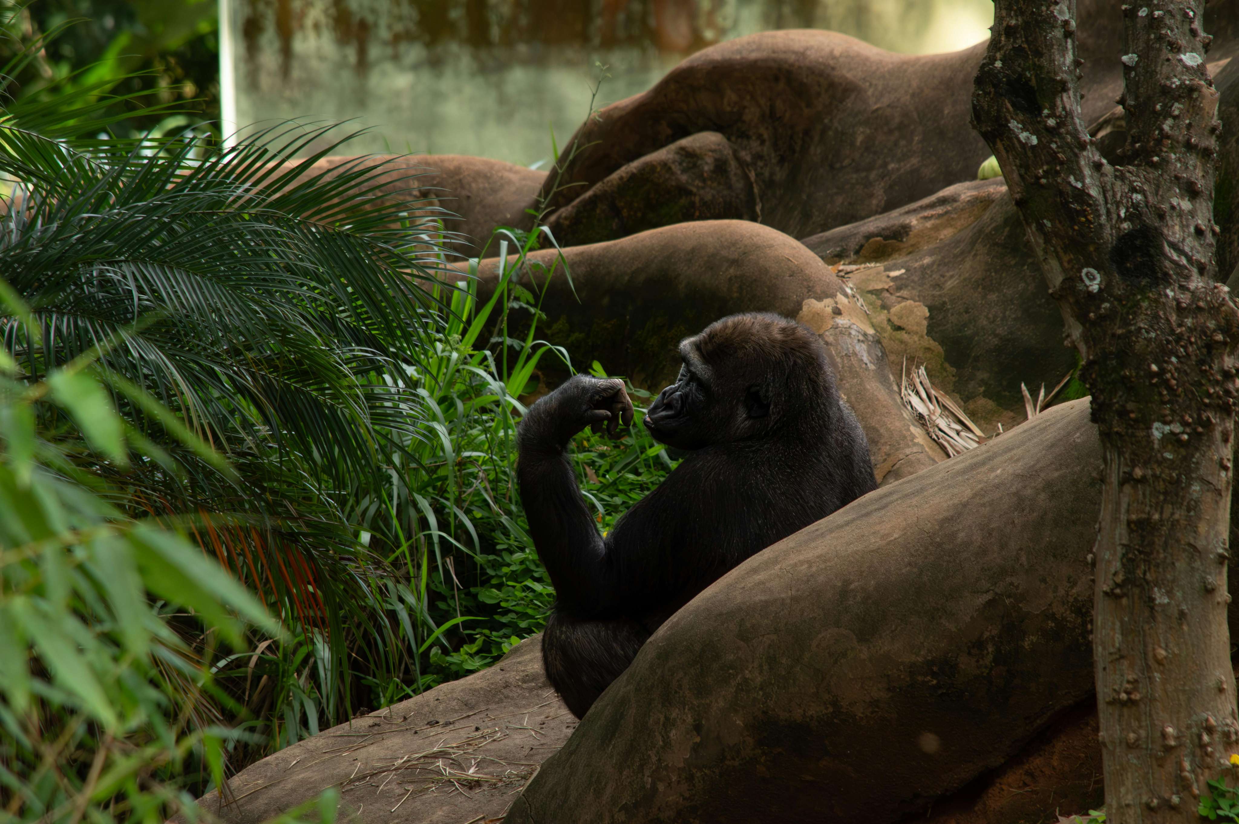Gorilla Trekking