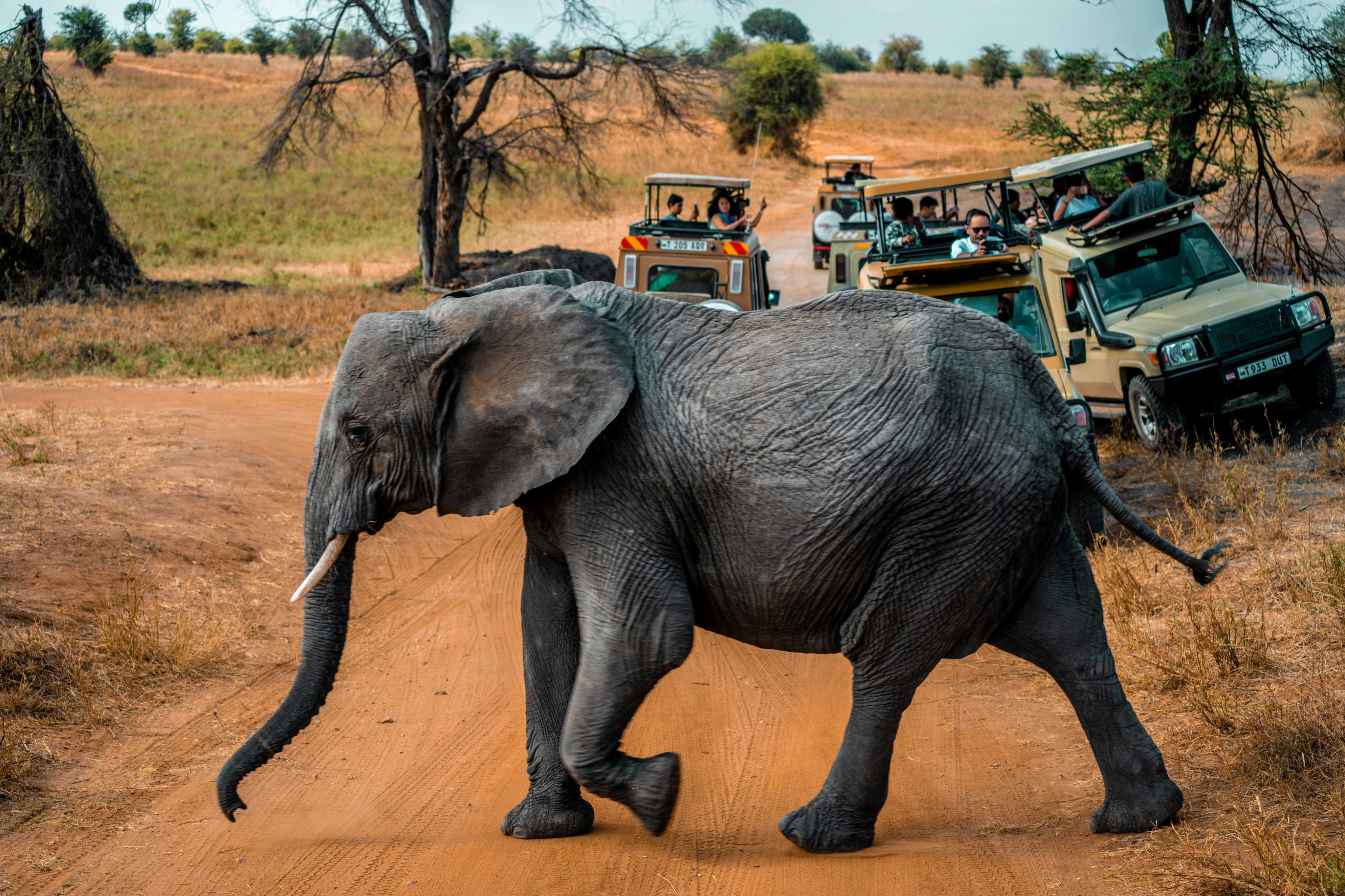 Classic Wildlife Safaris