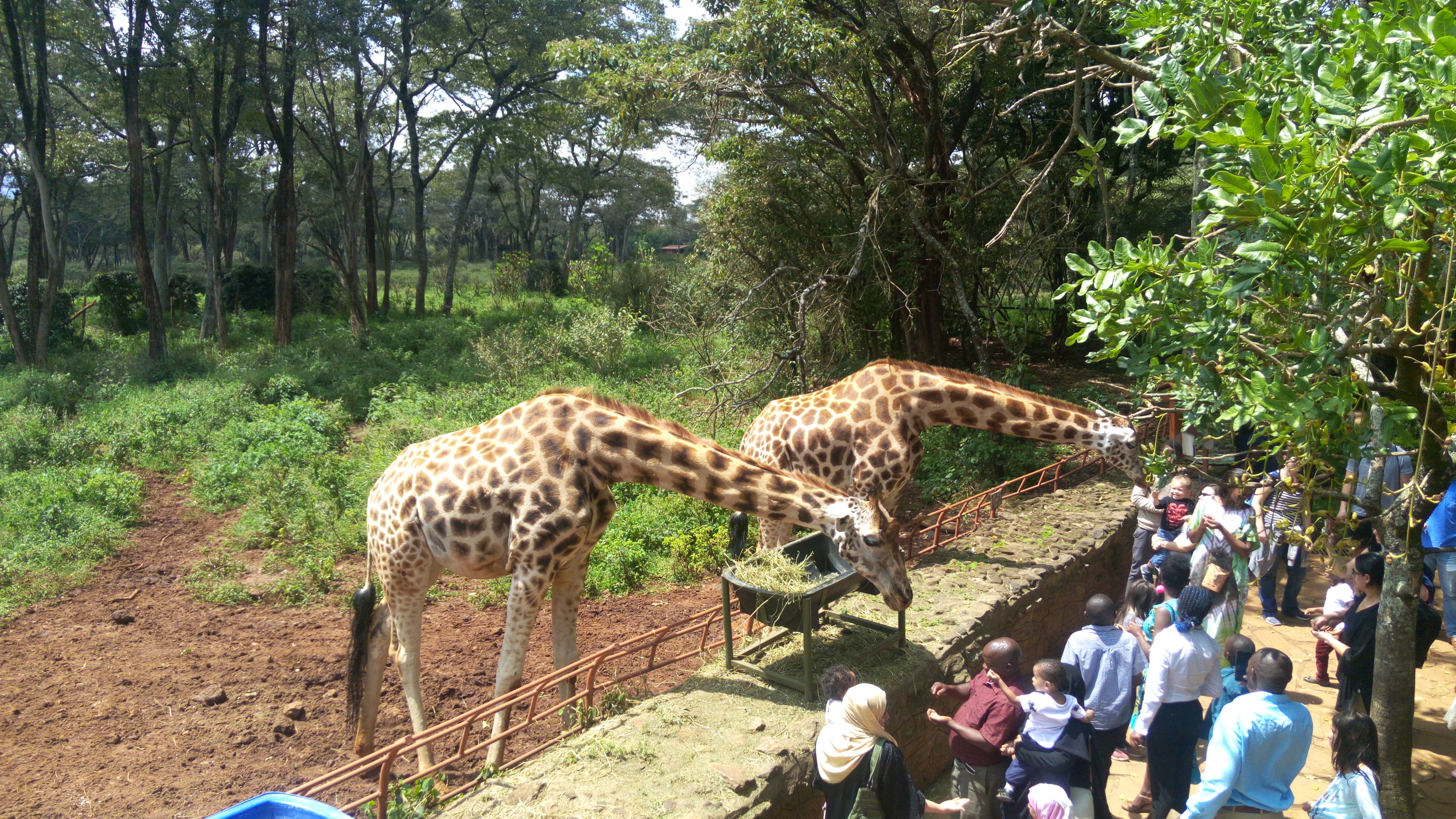 Nairobi National Park and Giraffe Centre