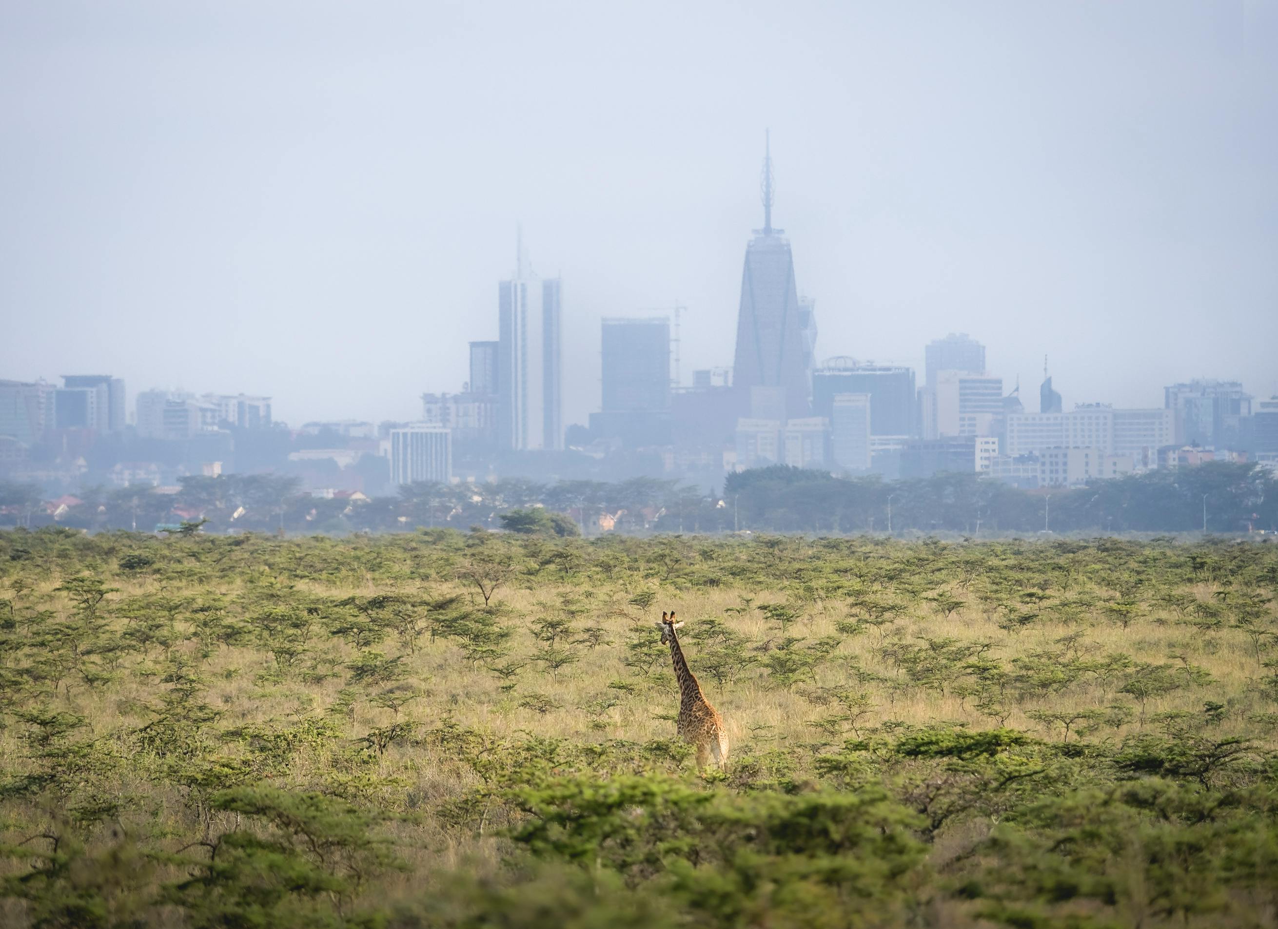 Nairobi National Park, Kenya