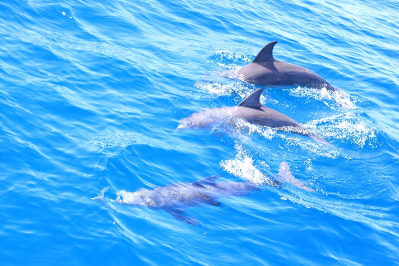 Wasini Dolphin Tour