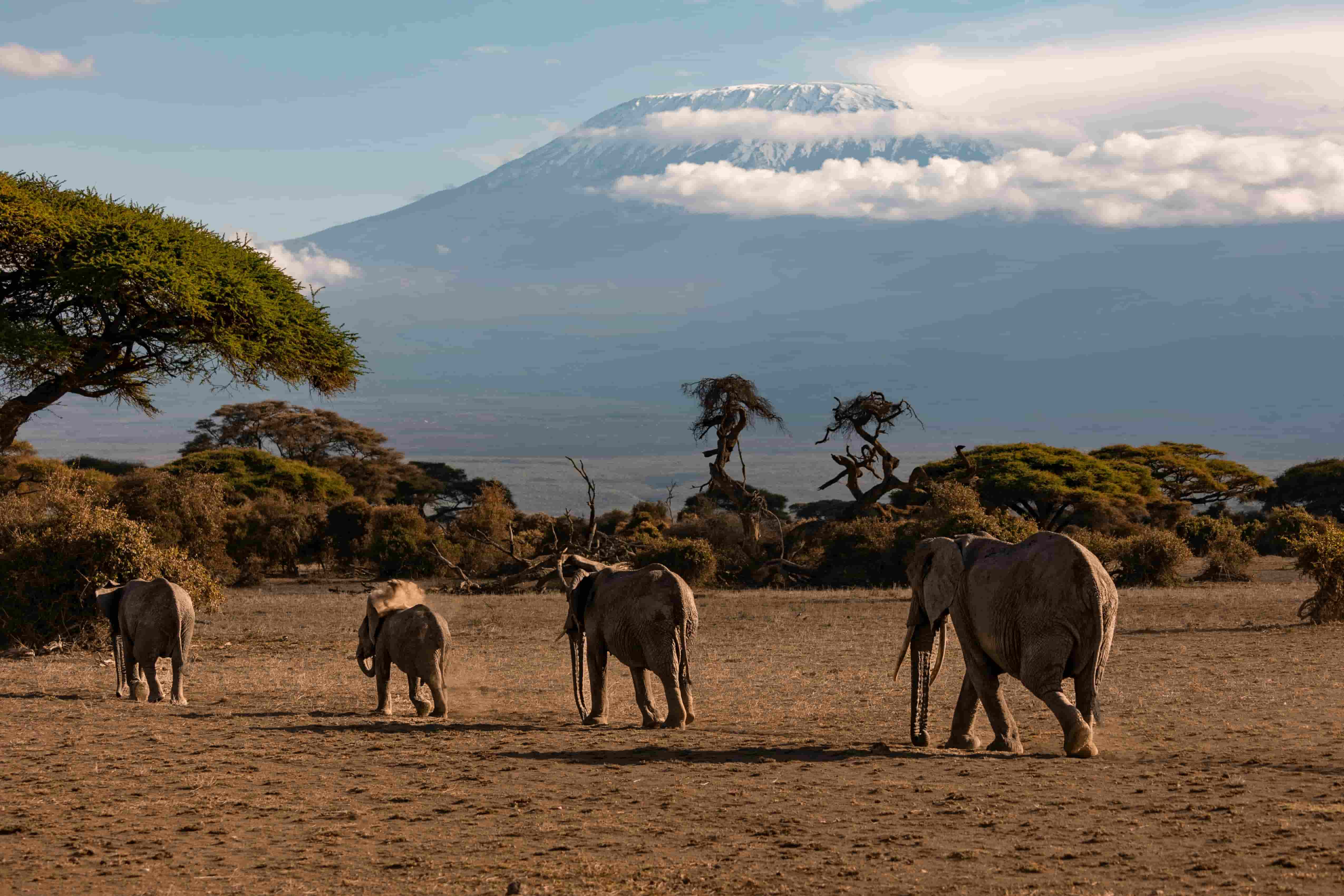 Amboseli, Kenya