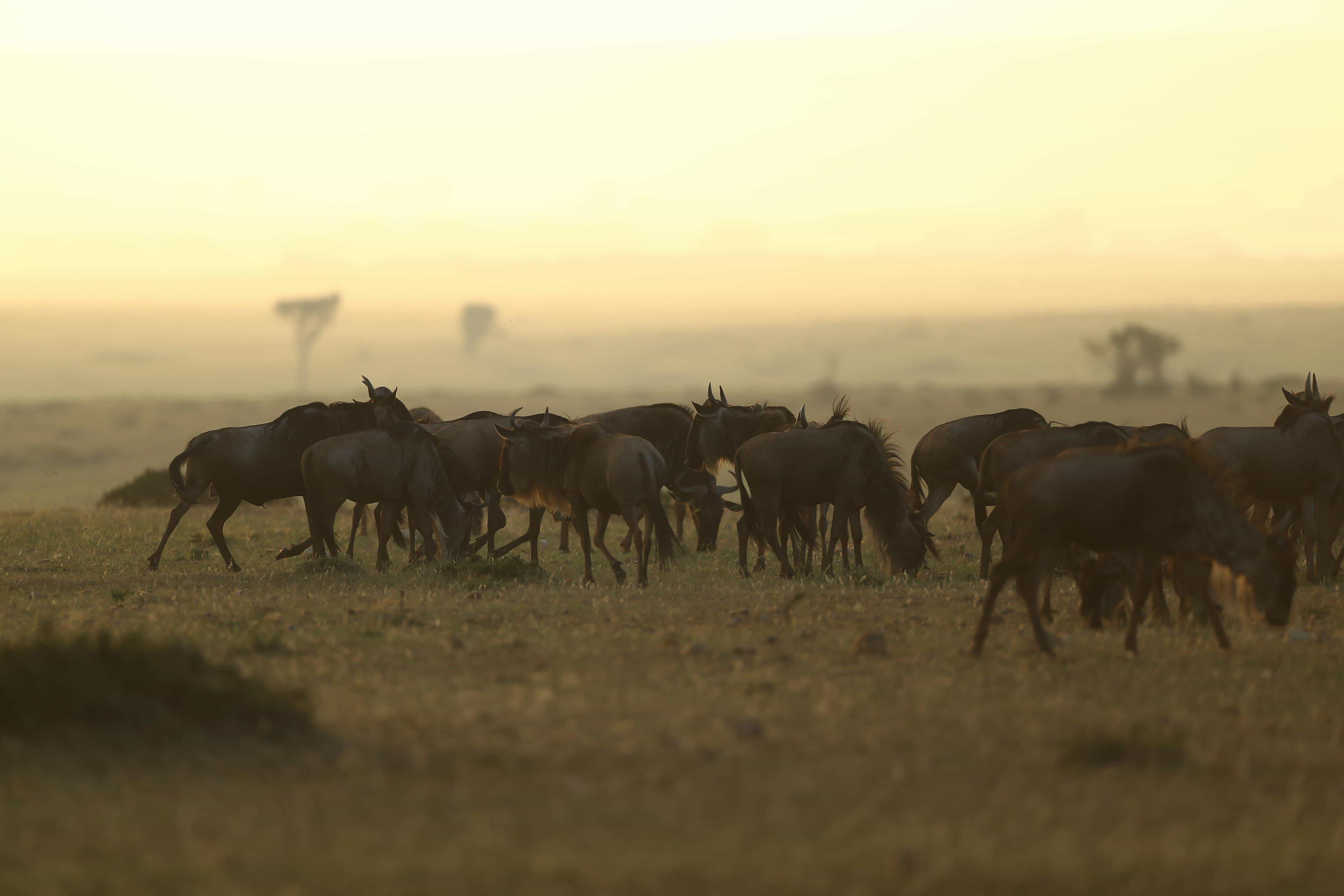 Maasai Mara, Kenya