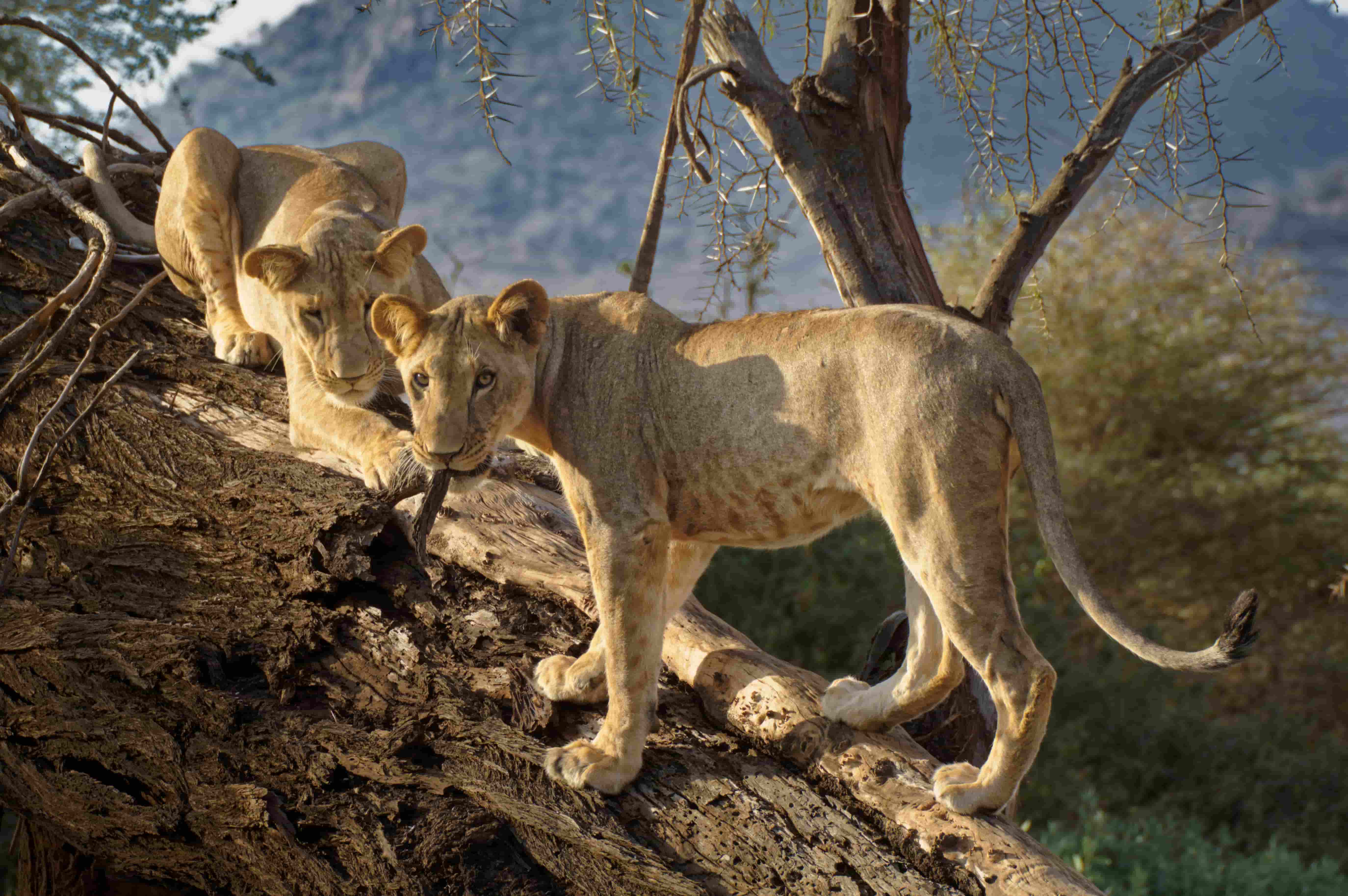 Samburu, Kenya