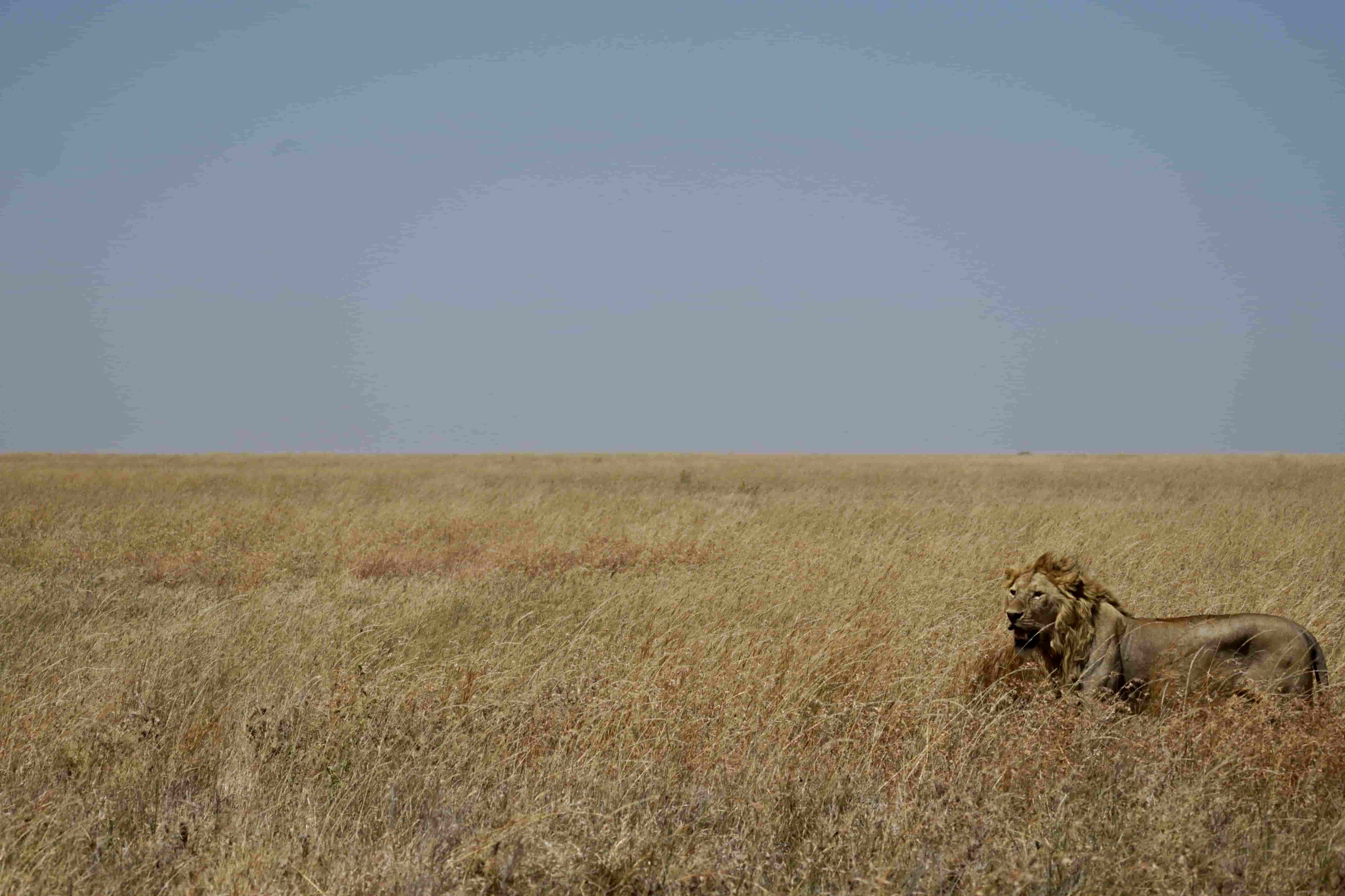 Serengeti, Tanzania