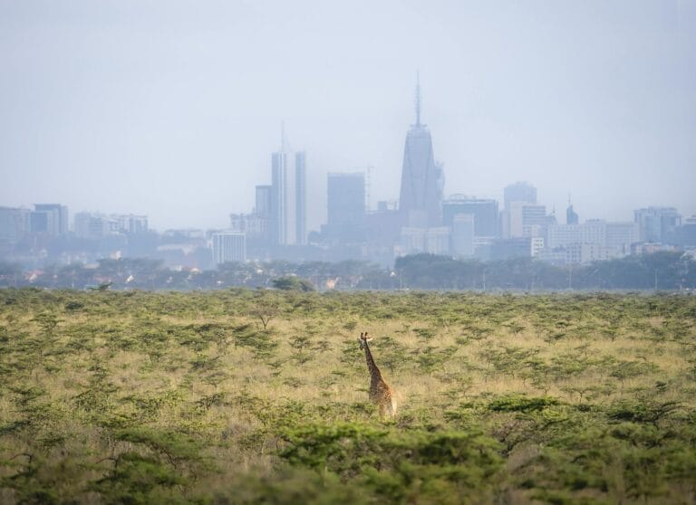 This is Nairobi National Park.